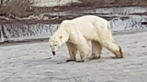 A polar bear in the city of Norilsk, northern Russia. Photo: 18 June 2019