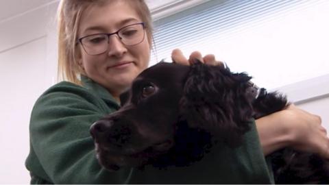 Veterinary nurse Aliie tends a dog