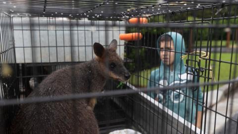 Wallaby rescue