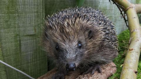 A close-up of a hedgehog walking by a wooden fence.