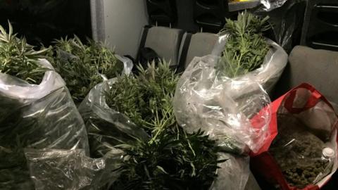 Seized cannabis plants