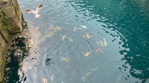 Fish feeding on the surface outside Princes Quay Shopping Centre in Hull.