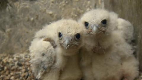 Peregrine falcon chicks