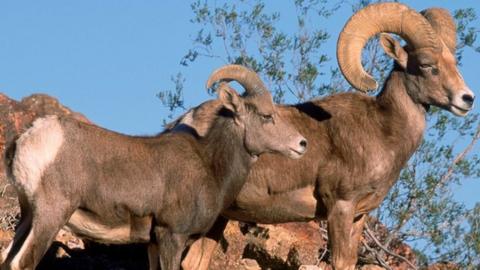 desert bighorn sheep