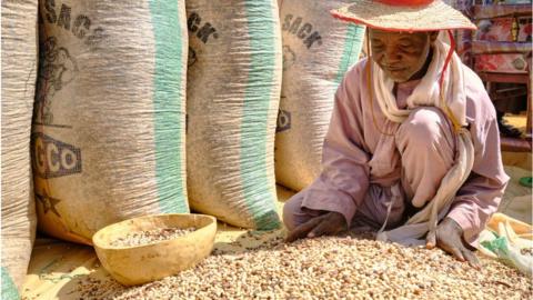 A Nigerian farmer preparing beans in Jigawa