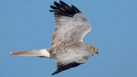 Hen Harrier in flight