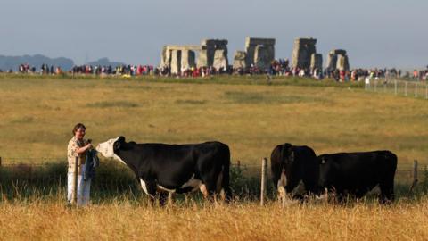 Cows stood close to Stonehenge