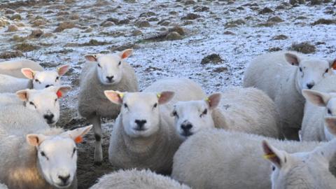 Sheep in the snow on Divis mountain