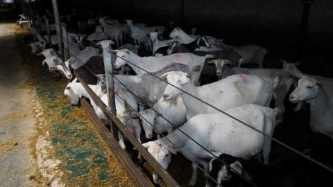 Goats in pens at Pasture House Farm