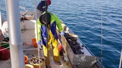 Oyster fishermen