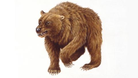 Artist's illustration of the cave bear
