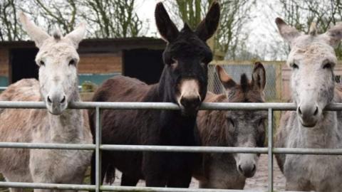 Four donkeys look over a gate at the camera