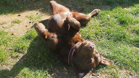 Sarah, who has autism, says having her dog Milly-Bear around during lockdown is a life-saver.