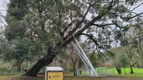 The tree is affectionately known as 'Old Homer'