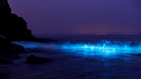 Bright blue wave in the sea caused by bioluminescent plankton