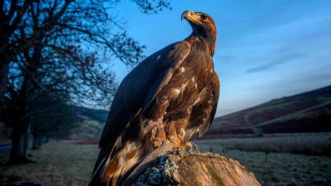 golden eagle