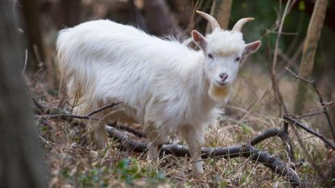 Shenkin IV - the new regimental goat