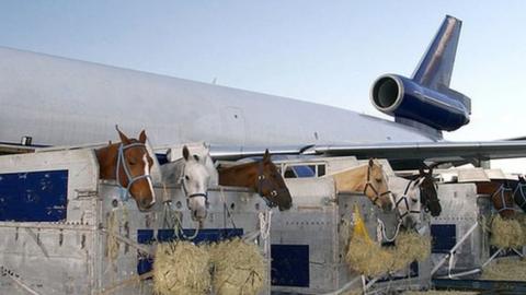Horses being loaded onto a plane