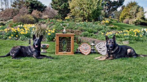 Champion police dogs