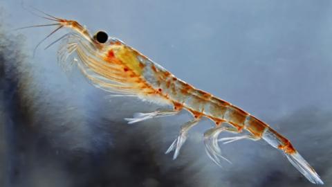 a close up picture of a krill.