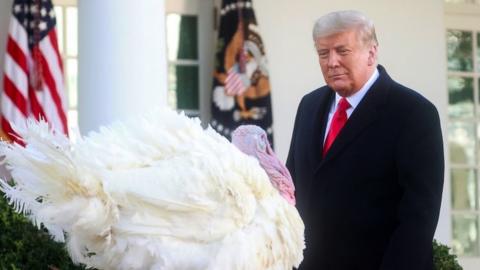 President Trump looking at a turkey