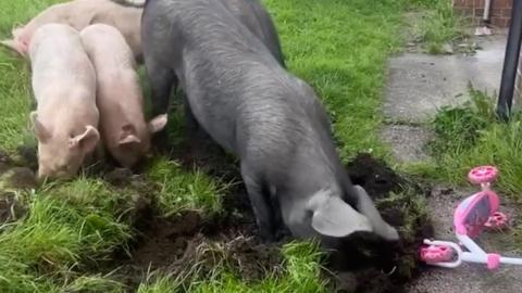 Pigs digging up front garden