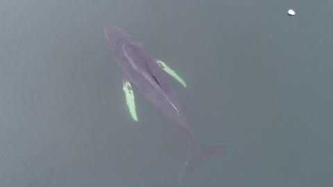 SAMS drone image of whale