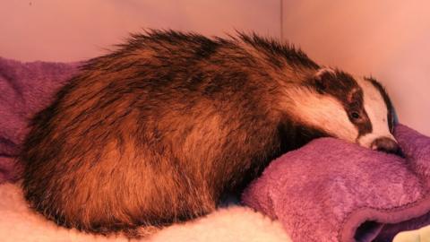 The badger recovering at Secret World Wildlife Rescue
