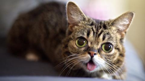 Bub looks into camera smiling with tongue out