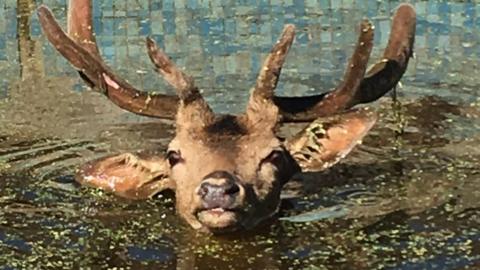 Stag in swimming pool