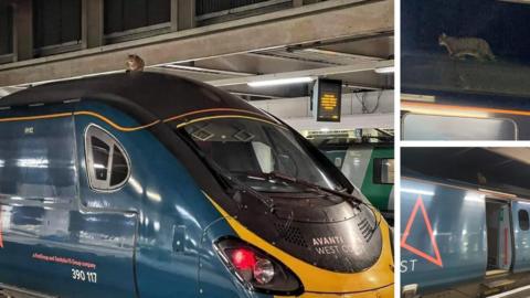 Cat on train roof