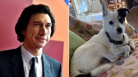 Composite image of Adam Driver, head and shoulders, and Javelot the dog sitting on a chair with one ear raised