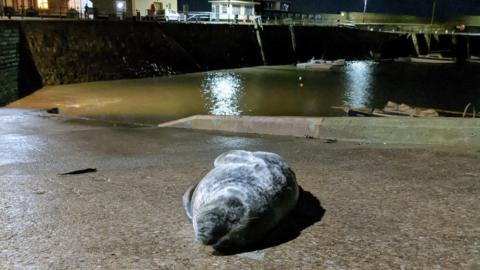 'Jeff' the seal in Minehead