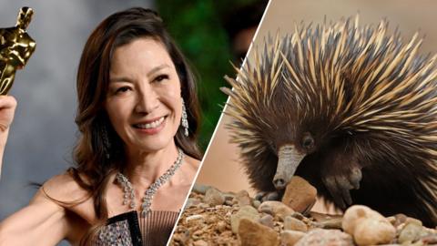 Michelle Yeoh, and Attenborough's long-beaked echidna