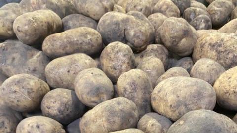A large number of potatoes covered in soil and mud - these are Sagitta variety