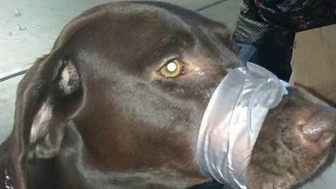 Dog with mouth taped shut