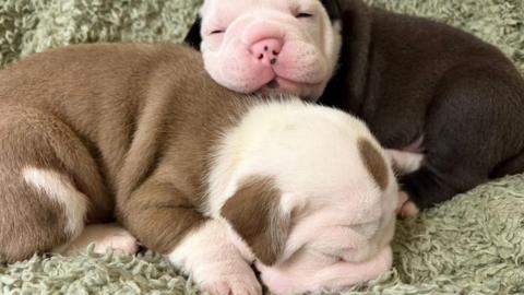A close up image of two bulldog cross puppies asleep on a blanket.