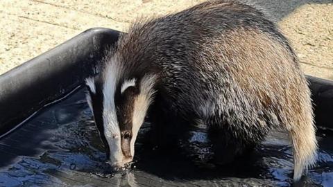 Badger in paddling pool