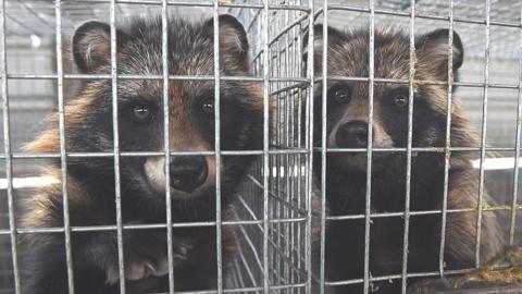 Fur & animal skin clothing - BBC News