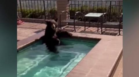 A black bear cooling off in a swimming pool in Burbank, California.
