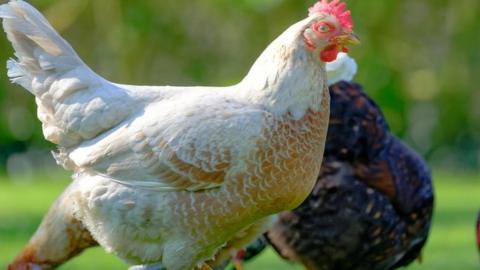 Domesticated chickens and rooster in UK - stock picture