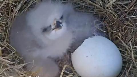 A baby eagle is hatched