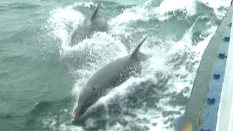 Dolphins jump out of water