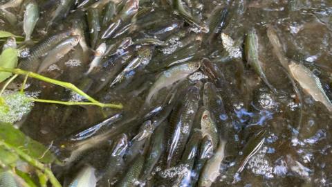 About 45,000 fish were rescued from the River Thurne