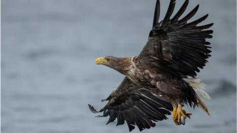 A WA White Tailed Sea Eagle comes in to catch a fish thrown overboard from a wildlife viewing boat on June 9, 2019 on the Isle of Mull, Scotlandhite Tailed Sea Eagle comes in to catch a fish thrown overboard from a wildlife viewing boat on June 9, 2019 on the Isle of Mull, Scotland