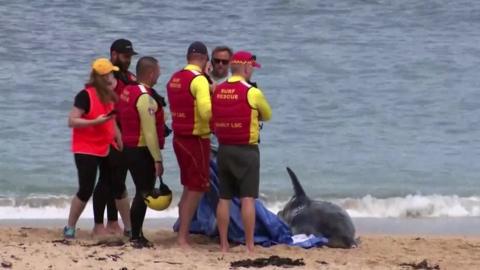 A dead dolphin on the beach surrounded by volunteers