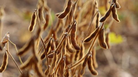 Soya beans growing