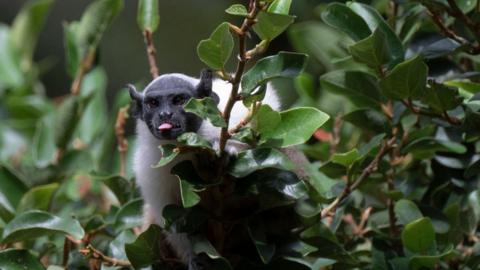 pied tamarin monkey, sticking its tongue out