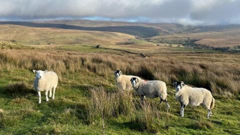 Four white sheep are looking towards the camera in a moorland setting.  There are blue skies with white clouds.