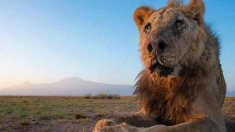 A picture of Loonkiito lying down in the foreground with the expanse of a flat grassland and clear blue sky behind him